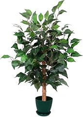 2ft ficus tree for sale  Delivered anywhere in USA 