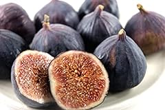 Fig trees brown for sale  Delivered anywhere in UK