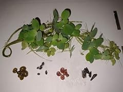 Ultimate snail pack for sale  Delivered anywhere in UK