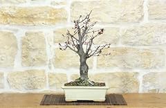 Bonsai prunus pissardii usato  Spedito ovunque in Italia 