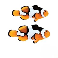 Picasso percula clownfish for sale  Delivered anywhere in USA 