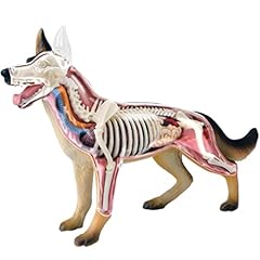 Generisch anatomie modell gebraucht kaufen  Wird an jeden Ort in Deutschland