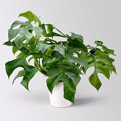 Monstera minima syn gebraucht kaufen  Wird an jeden Ort in Deutschland
