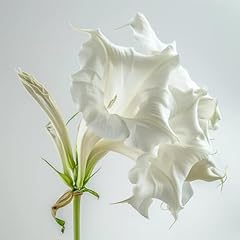 White angel trumpet for sale  Delivered anywhere in Ireland