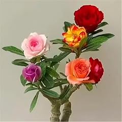 Perennial desert rose for sale  Delivered anywhere in USA 