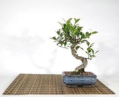 Bonsai ficus retusa usato  Spedito ovunque in Italia 