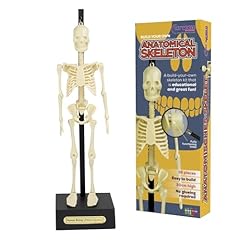 Anatomical skeleton model for sale  Delivered anywhere in Ireland