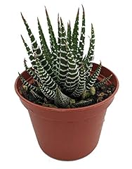 Zebra plant haworthia for sale  Delivered anywhere in USA 