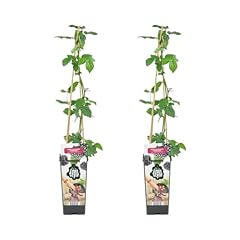 Bloomique rubus fruticosus d'occasion  Livré partout en France