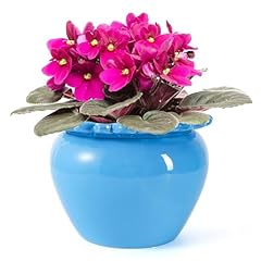 Large african violet for sale  Delivered anywhere in USA 