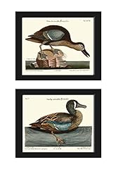 Duck birds print for sale  Delivered anywhere in USA 