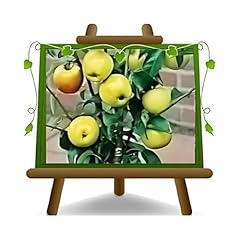 Pommier nain plante d'occasion  Livré partout en France