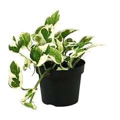 Scindapsus joy 15cm d'occasion  Livré partout en France