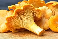 Raise chanterelle mushrooms for sale  Delivered anywhere in USA 