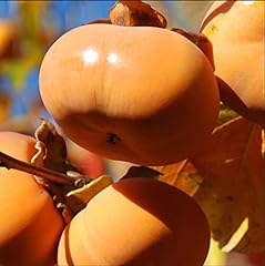 Grafted jiro persimmon for sale  Delivered anywhere in USA 