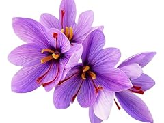 Saffron crocus corms for sale  Delivered anywhere in USA 