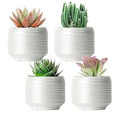 Bestseler mini succulent for sale  Delivered anywhere in USA 