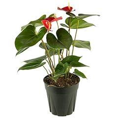 American plant anthurium for sale  Delivered anywhere in USA 