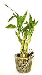 9greenbox lucky bamboo for sale  Delivered anywhere in USA 