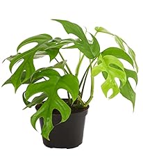 Dehner fensterblatt monstera gebraucht kaufen  Wird an jeden Ort in Deutschland