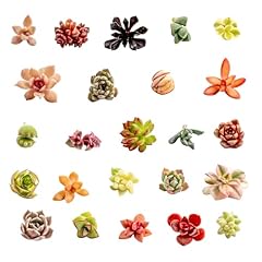 Live assorted succulent for sale  Delivered anywhere in USA 