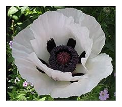 Papaver rientale royal gebraucht kaufen  Wird an jeden Ort in Deutschland