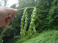 Plat firm germinationsamen gebraucht kaufen  Wird an jeden Ort in Deutschland