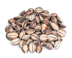 Nadeco cypraea caputserpentis gebraucht kaufen  Wird an jeden Ort in Deutschland
