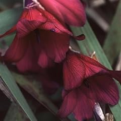 Perfect plants dierama for sale  Delivered anywhere in UK
