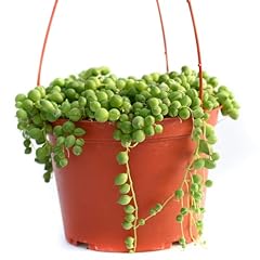 Live hanging succulent for sale  Delivered anywhere in USA 