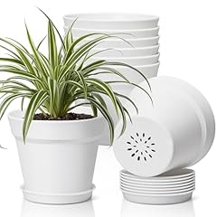 T4u inch plant for sale  Delivered anywhere in USA 