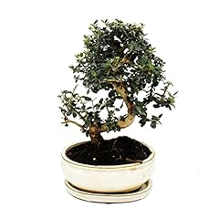 Exotenherz bonsai ulivo usato  Spedito ovunque in Italia 