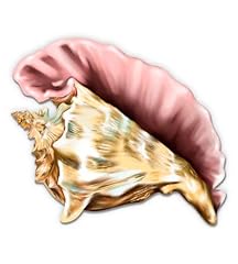 Conch shell vinyl for sale  Delivered anywhere in USA 