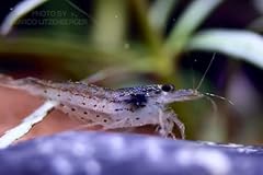 Amano garnele caridina gebraucht kaufen  Wird an jeden Ort in Deutschland