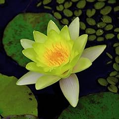 Water lily yellow for sale  Delivered anywhere in UK