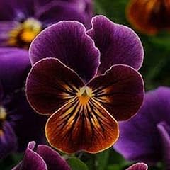 Flowering plants viola for sale  Delivered anywhere in UK