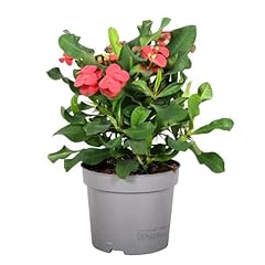 Euphorbia milii cardinal for sale  Delivered anywhere in UK