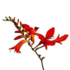 Easy grow crocosmia for sale  Delivered anywhere in USA 