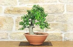Pre bonsai yamadori usato  Spedito ovunque in Italia 