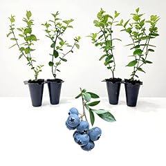 Blueberry plant biloxi for sale  Delivered anywhere in USA 