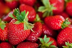 Albion everbearing strawberry for sale  Delivered anywhere in USA 