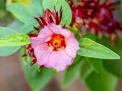Seeds hibiscus sabdariffa for sale  Delivered anywhere in UK