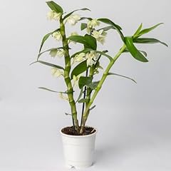 Dendrobium weiß topf gebraucht kaufen  Wird an jeden Ort in Deutschland
