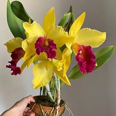 Semi orchidea cattleya usato  Spedito ovunque in Italia 