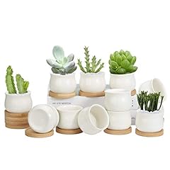 Zoutog pack succulent for sale  Delivered anywhere in USA 