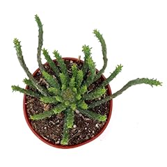 Medusa head euphorbia for sale  Delivered anywhere in USA 