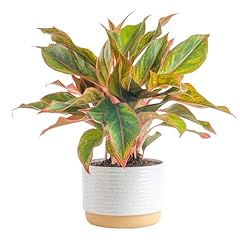 Costa farms live for sale  Delivered anywhere in USA 