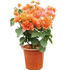 Bougainvillea yellow seedling for sale  Delivered anywhere in UK