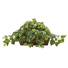 Misc green pothos for sale  Delivered anywhere in USA 