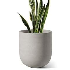 Tauci inch plant for sale  Delivered anywhere in USA 